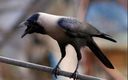 ভিন্ন মানুষ