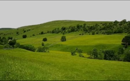 সবুজপ্রসূ