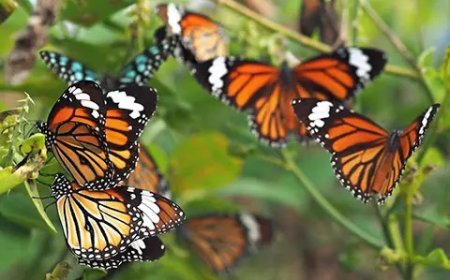 Contribution to a butterfly