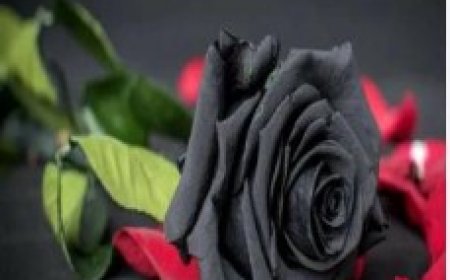 নিষিদ্ধ গোলাপের ভালোবাসা