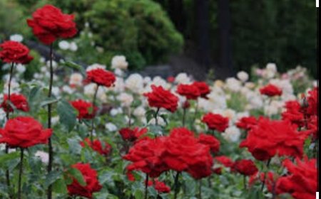 বিশ্ব পড়ুক ঝুঁকে