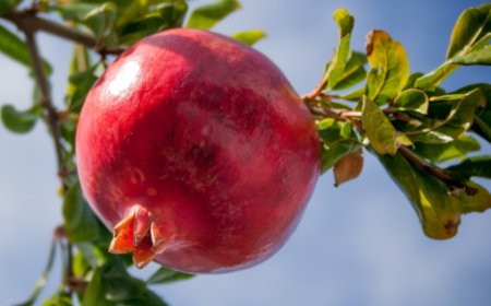 ডালিম পুষ্টিগুণে ভরপুর এবং সুস্বাদু একটি ফল।