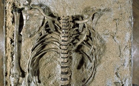 টুরকানা বয় : দুই পায়ে হাঁটা প্রথম মানুষের ফসিল প্রতিনিধি