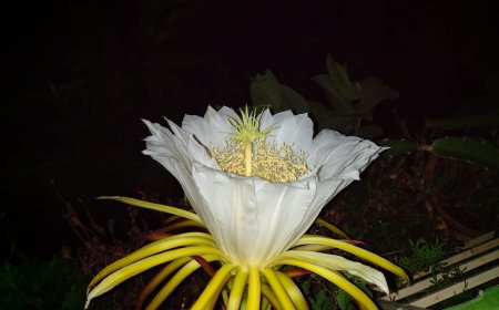 দেবী ফয়জুন্নেসা