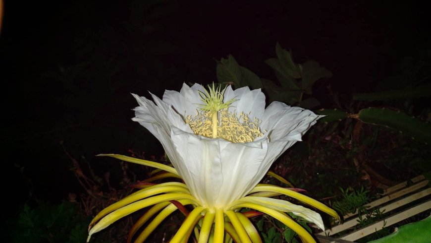 দেবী ফয়জুন্নেসা